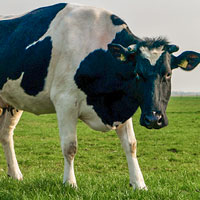 dairy cows package th